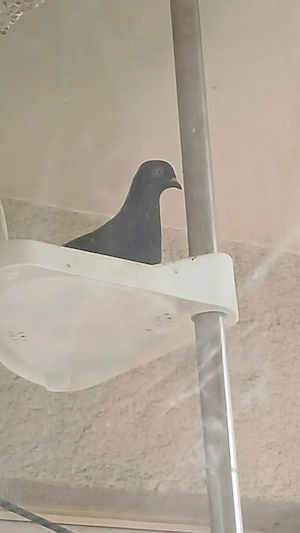 tauben hochsegler zuverschenken 