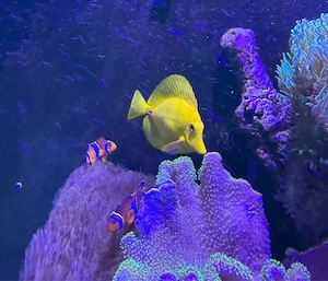 Hawaii Doktorfisch - Zebrasoma Flavescens 