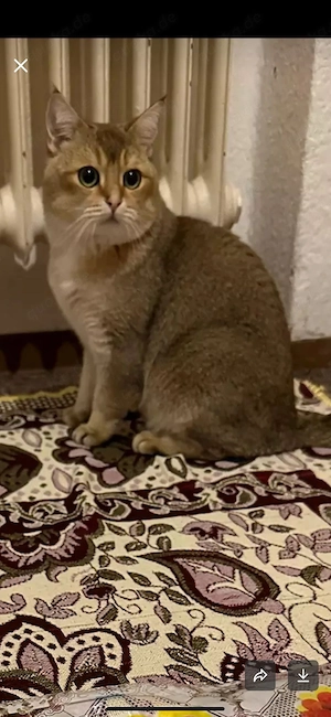 eine kater mit kratzbaum und alles