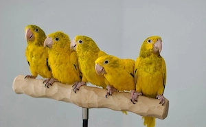    Goldsittiche (Königin von Bayern)   Männchen & Weibchen verfügbar