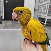    Goldsittiche (Königin von Bayern)   Männchen & Weibchen verfügbar