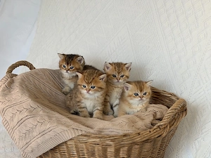 Reinrassige BKH Kitten mit Stammbaum,Britisch Kurzhaar Kätzchen