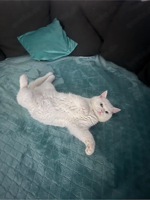 abbas sucht eine freundin 