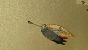 Ricco graupapagei zwei Jahre alt