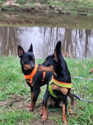 Prager Rattler  Weiblich Black and tan- Abgabebereit  Bild 5