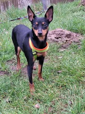 Prager Rattler  Weiblich Black and tan- Abgabebereit  Bild 3