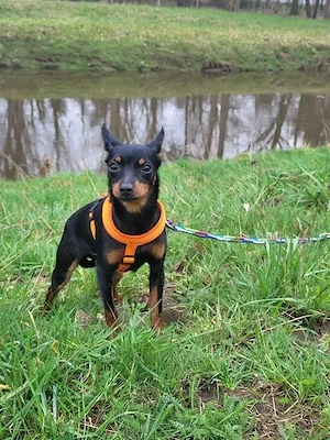 Prager Rattler  Weiblich Black and tan- Abgabebereit  Bild 4