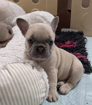 Französische Bulldoggen Welpen Mädchen mit Ahnentafel 