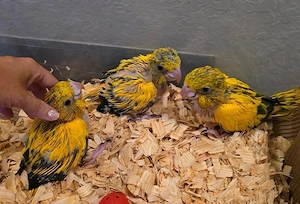 Frisch geschlüpfte Goldsittiche zu verkaufen   