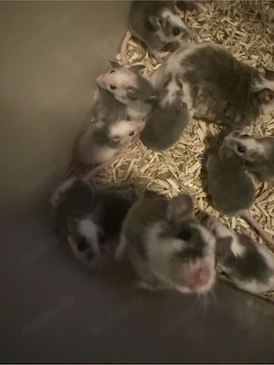 Vielzitzenmäuse ( VZM)