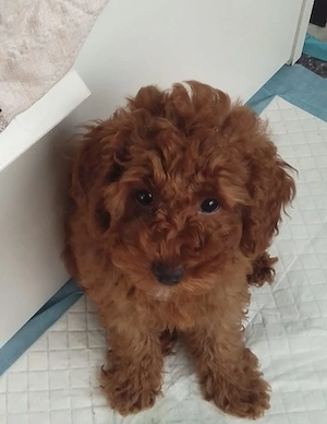 Toypudel Welpen kleine 