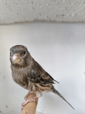 Kanarien  Kanarienvögel zu verkaufen 