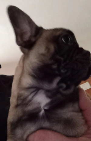 Französischer Bulldoggen Welpe