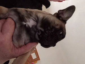 Französischer Bulldoggen Welpe