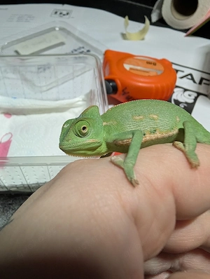 Jemenchamäleon *Chamaeleo calyptratus* Weibchen  Bild 2
