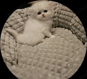 Süßer Kater sucht liebevolles Zuhause