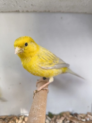 Kanarien   Kanarienvögel in Achat-Opal zu verkaufen 