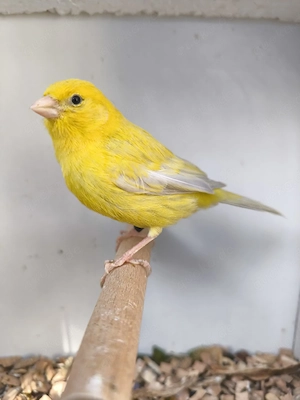 Kanarien   Kanarienvögel Paar in Achat-Opal zu verkaufen 