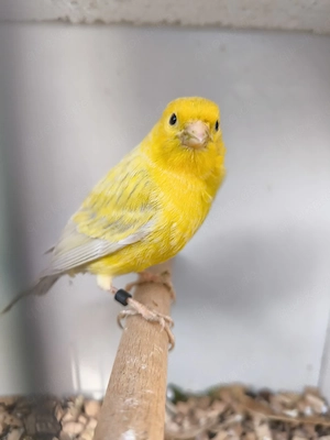 Kanarien   Kanarienvögel Paar in Achat-Opal zu verkaufen 