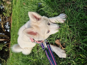 Weiße Husky Hündin