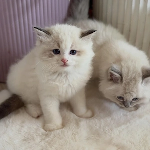      Ragdoll-Kätzchen gesucht!     