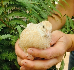 Wachtel der mittleren Linie