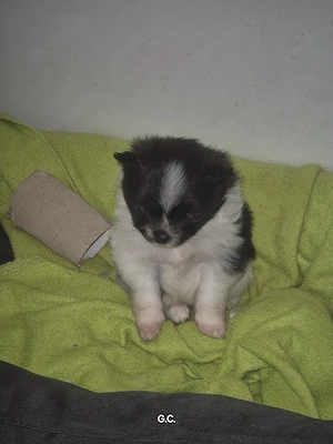 Pomeranian 