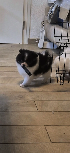 Pomeranian 
