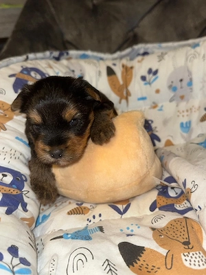 Zuckersüße Welpen Yorkshire welpen 
