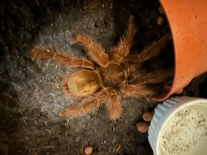 Theraphosa Blondi 