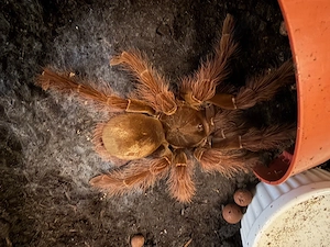 Theraphosa Blondi 