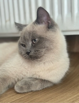 Deck Kater   Kein verkauf    