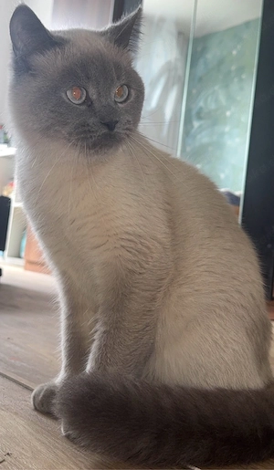 Deck Kater   Kein verkauf     Bild 3