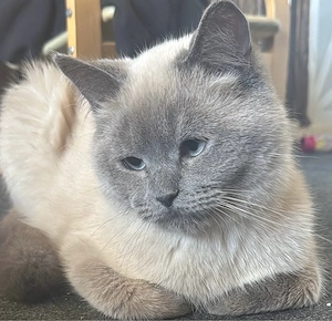 Deck Kater   Kein verkauf     Bild 2