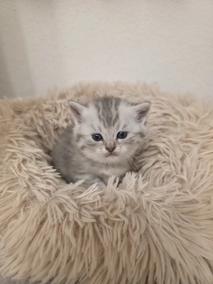 Bkh kitten,  bkh Kätzchen,  
