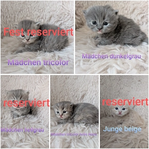 Britisch Langhaar Kitten 