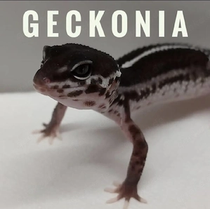 Reptilien & Amphibien WhatsApp Gruppen mit Herz | Geckos Schlangen Frösche | Leopardgecko Boa Python