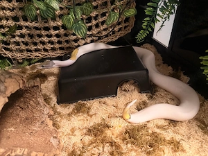 Mojave Piebald Ghost pos. het Ultramel