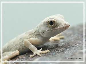 SUCHE Pristurus carteri Sur