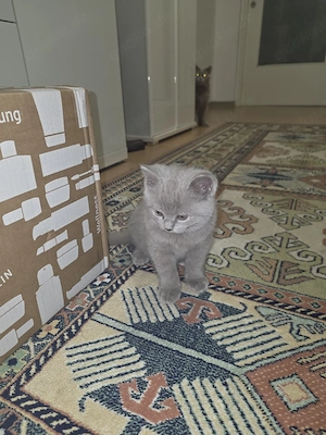 Bkh kitten katzen baby   LiLAC 