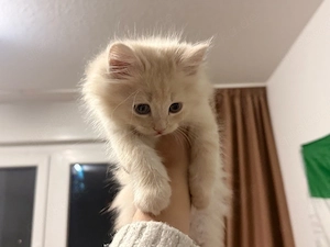 süßer Babykater abzugben