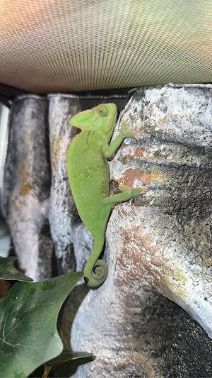 Jemen Chamäleon Tausch möglich 