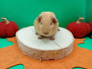 es suchen 4 Meerschweinchen jungs ein neues Zuhause 