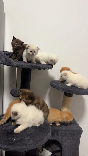 BKH mix Ragdoll Kitten suchen liebevolles Zuhause