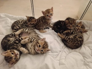 Kleine Leoparden suchen ein Zuhause: Bengal-Mix Kitten mit tollen Rosetten