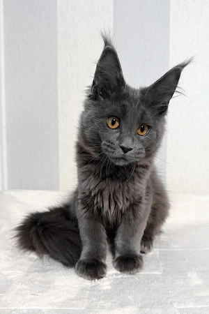 5 Traumhafte Maine Coon Kitten  5 Monate  Bestens Sozialisiert & Kinderlie