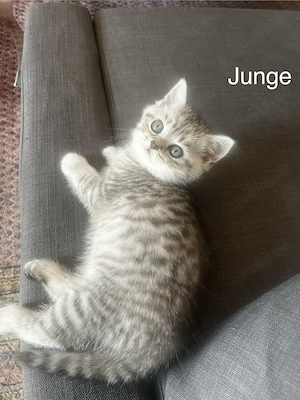 BKH Kitten - 4 zauberhafte kleine Schmusebündel suchen ihr für-immer-Zuhause 