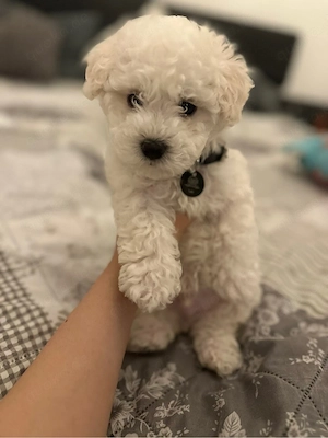 Bichon malteser