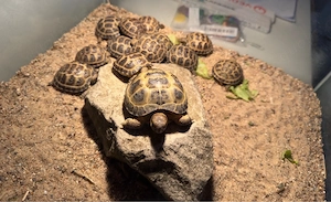 Schildkröte Schildkröten Steppenschildkröte Vierzehen Landschildkröte Schlupf 2024 und 2025 