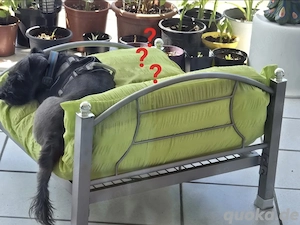 biete einen Platz im Rudel 